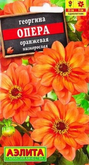 Георгина Опера Оранжевая (Код: 82945)