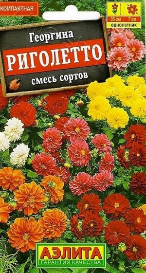 Георгина Риголетто (смесь) (Код: 68391)