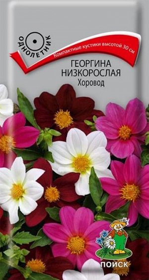 Георгина Хоровод низкорослая (Код: 9895)