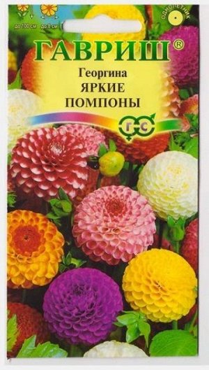 Георгина Яркие Помпоны (Код: 70954)