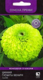 Цинния Гиганты Бенари Лайм (Код: 86367)