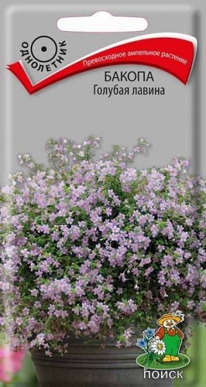 Бакопа красивая Голубая лавина (Код: 71717)