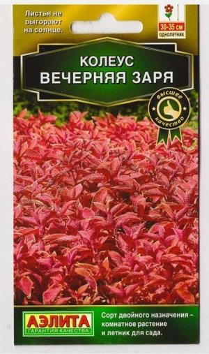 Колеус Блюме Вечерняя заря (Код: 35)