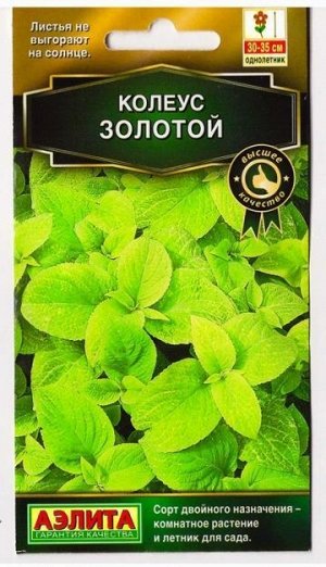 Колеус Блюме Золотой (Код: 9709)