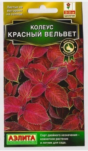 Колеус Блюме Красный вельвет (Код: 73341)