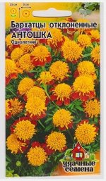 Бархатцы Антошка (Код: 15282)