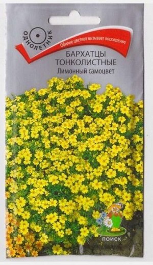 Бархатцы тонколистные Лимонный Самоцвет (Код: 67657)