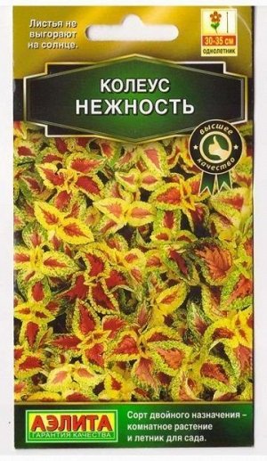 Колеус Блюме Нежность (Код: 11976)