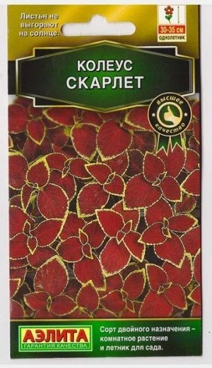 Колеус Блюме Скарлетт (Код: 73701)
