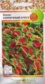 Колеус Солнечный арбуз (Код: 88038)