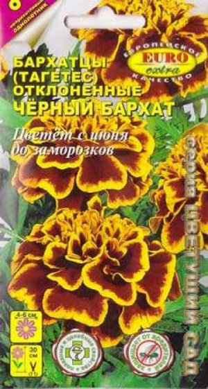 Бархатцы Черный бархат (Код: 4625)
