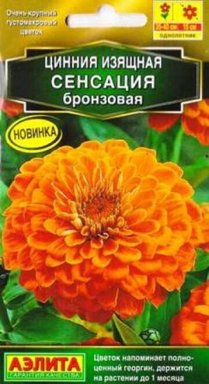 Цинния Сенсация Бронзовая (Код: 86302)