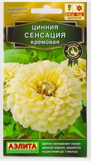 Цинния Сенсация Кремовая (Код: 73725)