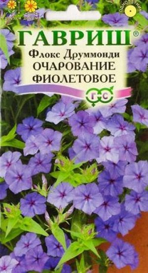 Флокс Очарование фиолетовое (Код: 82722)