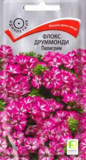 Флокс Пилигрим (Код: 86364)