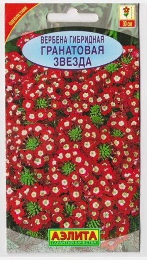 Вербена гибридная Гранатовая звезда (Код: 6595)