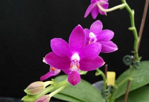 Dtps.Purple Martin x P.violacea indigo  (Fragrance )