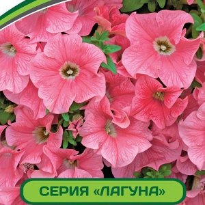 Петуния Лагуна Жозефина F1 многоцветковая (мини) каскадная