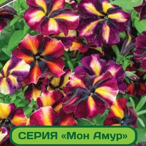 Петуния Мон Амур Камелионе F1 многоцветковая прямостоячая