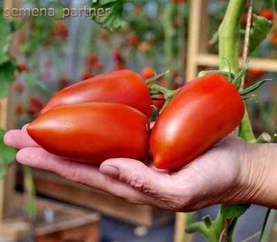 Шикарная коллекция томатов от Партнера