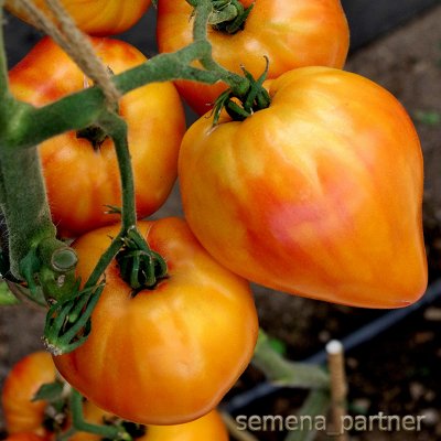 Шикарная коллекция томатов от Партнера
