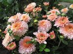 № 24 Розалинда 8 см. высота 50 см, сентябрь