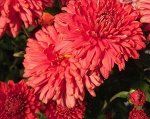 № 62_ЛЕТО КРАСНОЕ, НОВИНКА диаметр цветка 6СМ высота -70СМ,цветение - август,