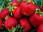 Богота_Голланлдская селекция_поздний