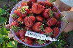 Саженцы клубники Дарселект, ранняя (Франция)