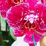 Хищный Sale! Огромный выбор комнатных растений