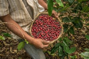 Гондурас Сан Маркос кофе
