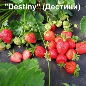 Клубника Destiny