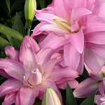 Махровая Лилия-Лотос Lotus Breeze