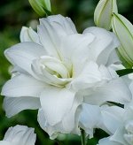 Махровая Лилия-Лотос Lotus Pure