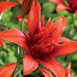 Азиатская махровая лилия Red Twin