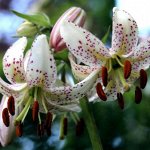 Лилии-гиганты видовые Мартагон