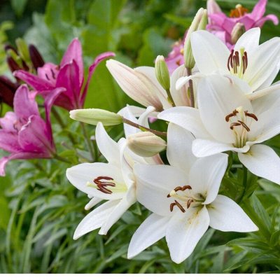 Чёрные лилии и новые сорта лилии-танго В наличии — Очаровательные Лилии-колокольчики