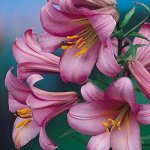 Лилия-колокольчик Pink Perfection