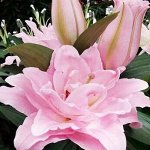 Лилия восточная махровая Конамора_Акция