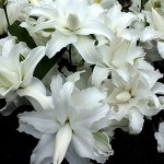 Махровая Лилия My Wedding