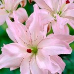 Махровая Лилия Spring Sity