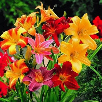 🌺2Предзаказ! Весенние луковичные!