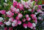 Гортензия метельчатая Fraise Melba