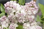 Сирень обыкновенная Beauty of Moscow