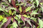№ 1 Колеус Cocoa Mint