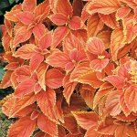 Колеус Rustic Orange № 2