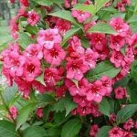 Вейгела ранняя Bouquet Rose (Букет роз) горшок 3 литра