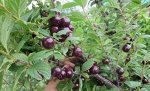 Вишня войлочная Даманка