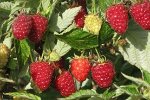 Саженцы Малины летняя морозоустойчивая Алтайская вкусная