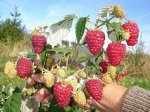Малина летняя ранняя Метеор